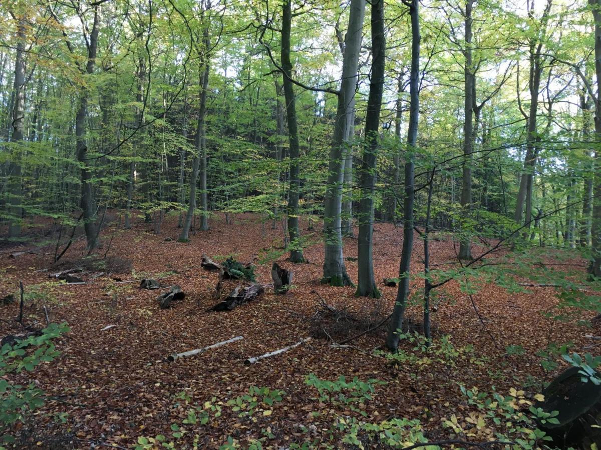 Bungalows Am Waldessaum Bei Hohenzieritz Esterno foto